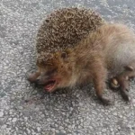 Extrem viele Wildtiere auf und neben den Straßen unterwegs