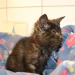 Fast blindes Baby gefunden