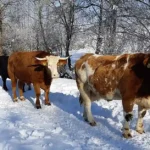 Februar 2019 am Tierschutzhof PFOTENHILFE