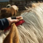 Fellwechsel von Tieren