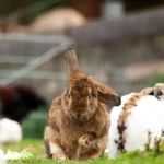 Finger weg vom „Osterhasen“