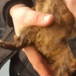 Pfotenhilfe rettet verwahrloste Meerschweinchen aus Wiener Wohnung