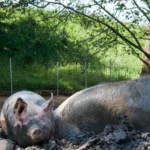 August 2018 am Tierschutzhof PFOTENHILFE