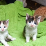 Oktober 2019 am Tierschutzhof PFOTENHILFE