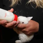 April 2019 am Tierschutzhof PFOTENHILFE