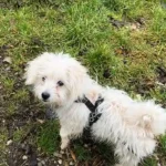 Welpe in Friedburg gefunden – ausgesetzt?