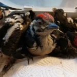 Fünf blinde Passagiere: Holzlieferung kam samt Spechtnest