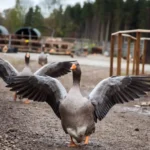 Gänseglück in der PFOTENHILFE: