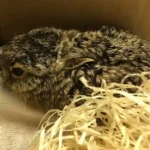 Gerade noch gerettet: Hasenbabys haben jetzt Ersatzmama