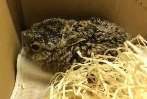 Gerade noch gerettet: Hasenbabys haben jetzt Ersatzmama