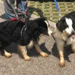 Animal Hoarding-Gerichtsverhandlung: Keine Spur von Angeklagter – wird zur Fahndung ausgeschrieben