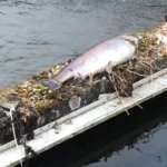 Grausame, verbotene Tierfallen aufgestellt – Anzeige wegen Tierquälerei