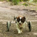 Großartige Neuigkeit: