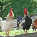 PFOTENHILFE beklagt Trend zur Hühnerschar