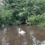 Schwan Hansi nach Attacke gerettet – darf Lebensabend in Sicherheit verbringen.