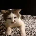 Happy End in neuer Familie: Kater Hero war todgeweiht