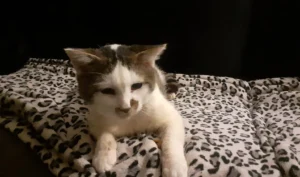 Happy End in neuer Familie: Kater Hero war todgeweiht