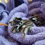 Haubentaucherküken in letzter Minute aus Mondsee gerettet