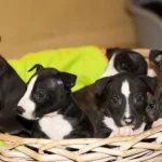 Tierschutzhof PFOTENHILFE: das war ein turbulentes Jahr