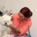 Hundesalon-Benefizaktion für die Tiere der Pfotenhilfe