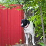 Hündin Jessy von Betrügern in Tierpension abgeschoben