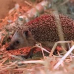 Igel sollte man im Mai auswintern!
