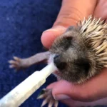 Igelwaisen in Not – Mecki und Micki sind leider nur Spitze des Eisbergs