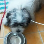 Illegaler Welpenhandel in Eferding: Polizei schritt nicht ein!