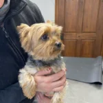 Jahreswechsel für Tiere ein Albtraum