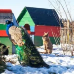 Jänner 2018 am Tierschutzhof PFOTENHILFE