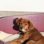 Jänner 2020 am Tierschutzhof PFOTENHILFE