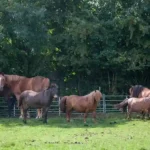 Juli 2018 am Tierschutzhof PFOTENHILFE