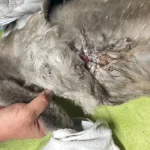 Junger Schwan aus Irrsee mit Angelhaken im Körper gerettet