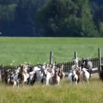 Juni 2018 am Tierschutzhof PFOTENHILFE