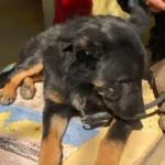 Wegen Tierquälerei angeklagter Braunauer in Justizanstalt Ried eingeliefert