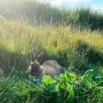 Kaninchen auf Autobahn ausgesetzt