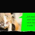 PFOTENHILFE: Kastration heißt Verantwortung übernehmen und Tierleid verhindern