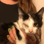 PFOTENHILFE rettet schwerverletzt und krank aufgefundene Katze