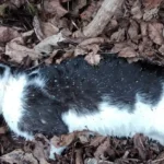 Tierhasser in Reichersberg (OÖ) vergiftete mehrere Katzen