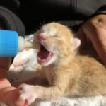 Verzweifelte Schreie: Neugeborenes Katzenbaby in Wiese gefunden!