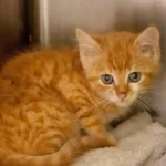 Katzenbaby auf Autobahn ausgesetzt