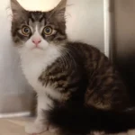 Katzenbaby in Obertrum an Gebüsch angebunden – wer kennt es?