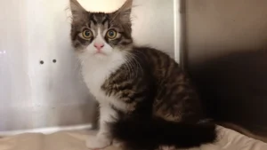 Katzenbaby in Obertrum an Gebüsch angebunden – wer kennt es?