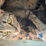 Kurz vor Welttierschutztag: Katzenmama mit Neugeborenen auf Parkplatz ausgesetzt