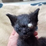 Katzenmutter legt sterbenskranke Babys vor Haustür ab