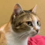 Werdende Katzenmutter bei Minusgraden im Wald ausgesetzt