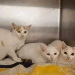 Katzenmutter mit Kindern nachts in Karton auf Tankstelle in Lochen ausgesetzt