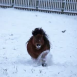 PFOTENHILFE an Kickl nach schwerem Karnevals-Pferdeunfall: dringendst umdenken!