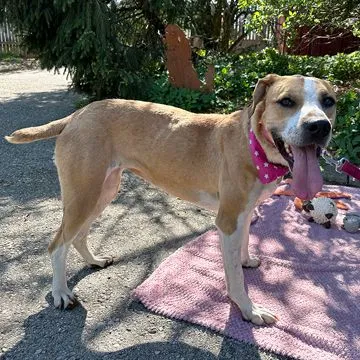 Adoption Gallery Image