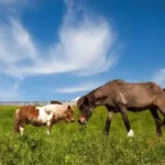Mai 2018 am Tierschutzhof PFOTENHILFE